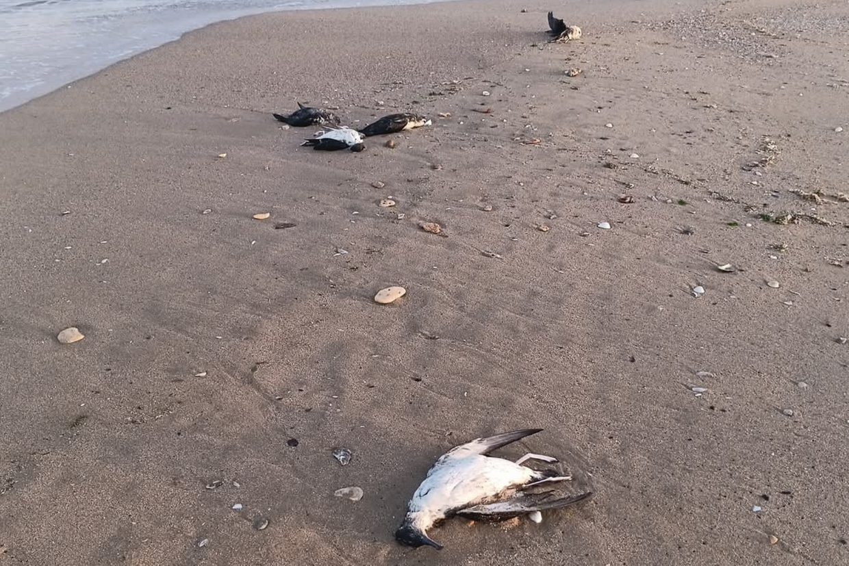 What’s behind the mass bird deaths along Azerbaijan’s Caspian shore?