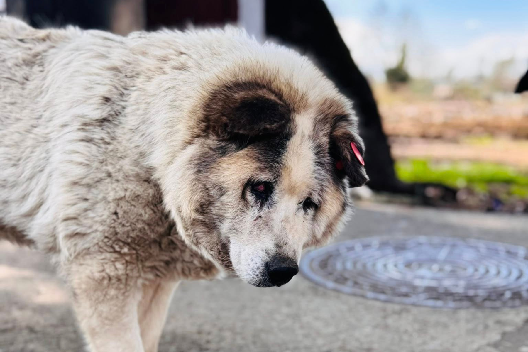Тайно ли правительство Грузии убивает бездомных собак?