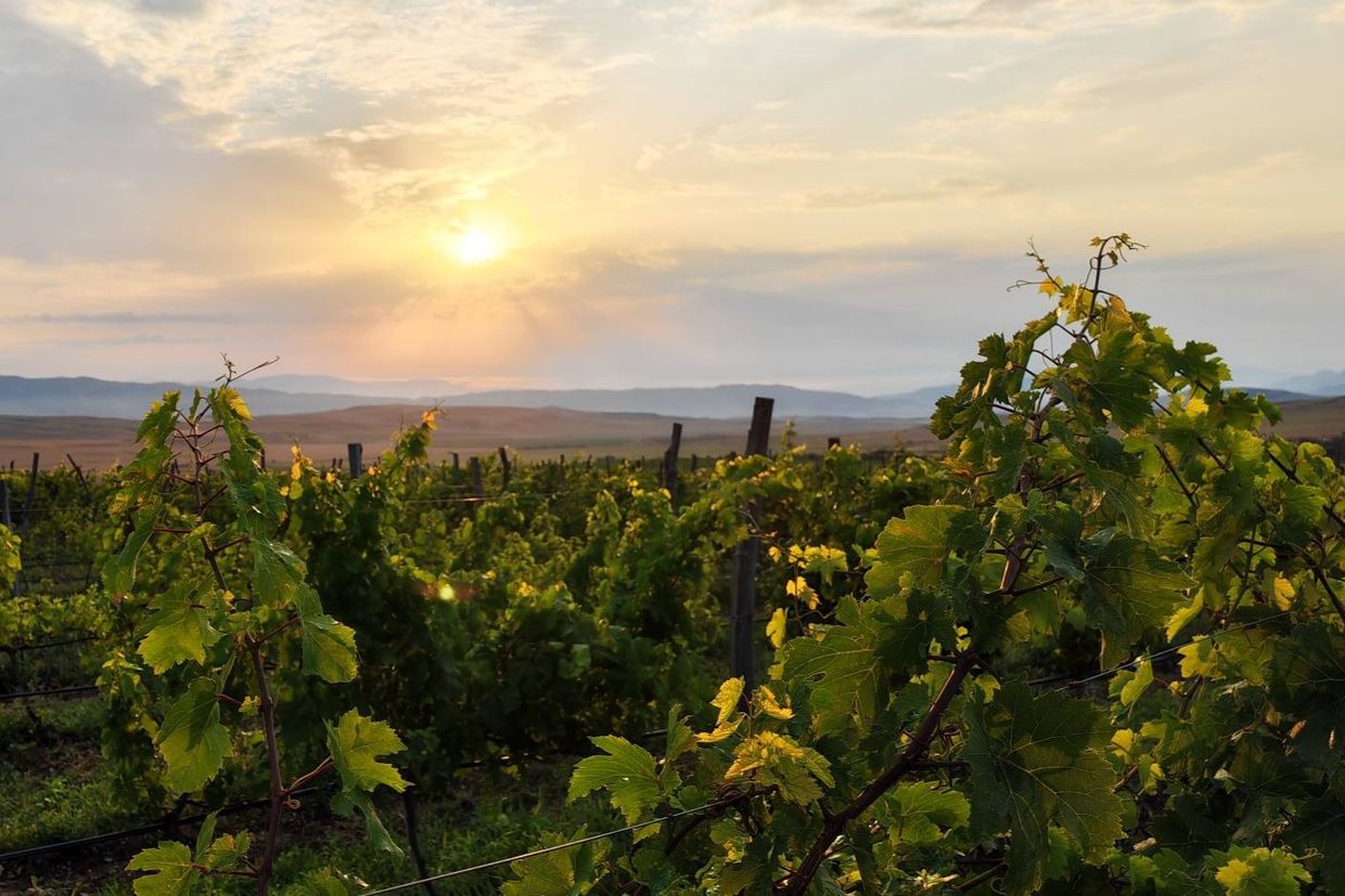 Georgia’s new vineyard rules draw accusations of ‘Soviet-style thinking’ from small producers