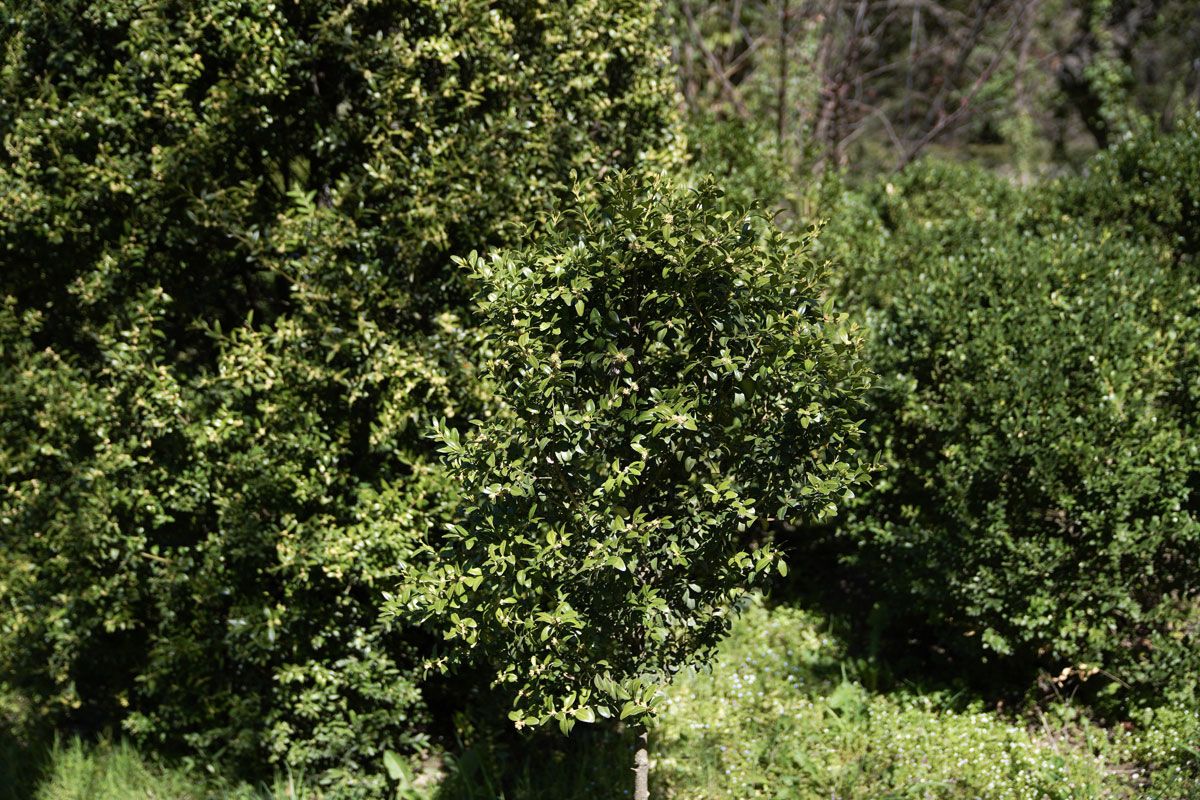Almost 10,000 vulnerable trees to be uprooted in Georgia for construction of wind power plant
