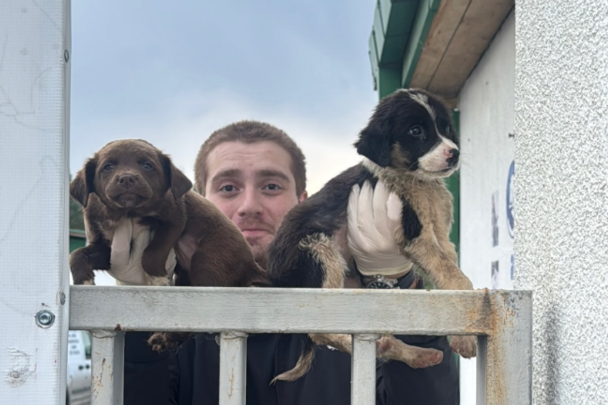 Animal rights activists take puppies from Georgian shelter after viral video sparks outrage