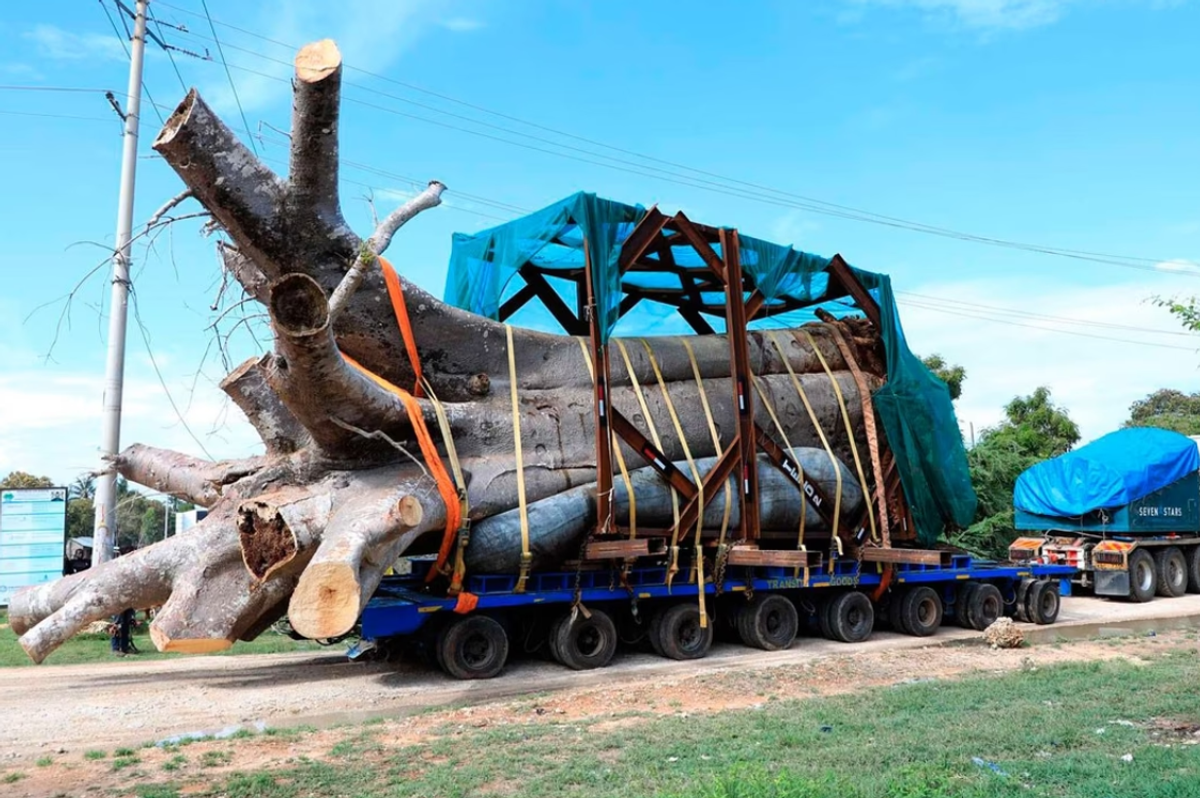 South Africa opens criminal case over baobab trees reportedly destined for Georgia