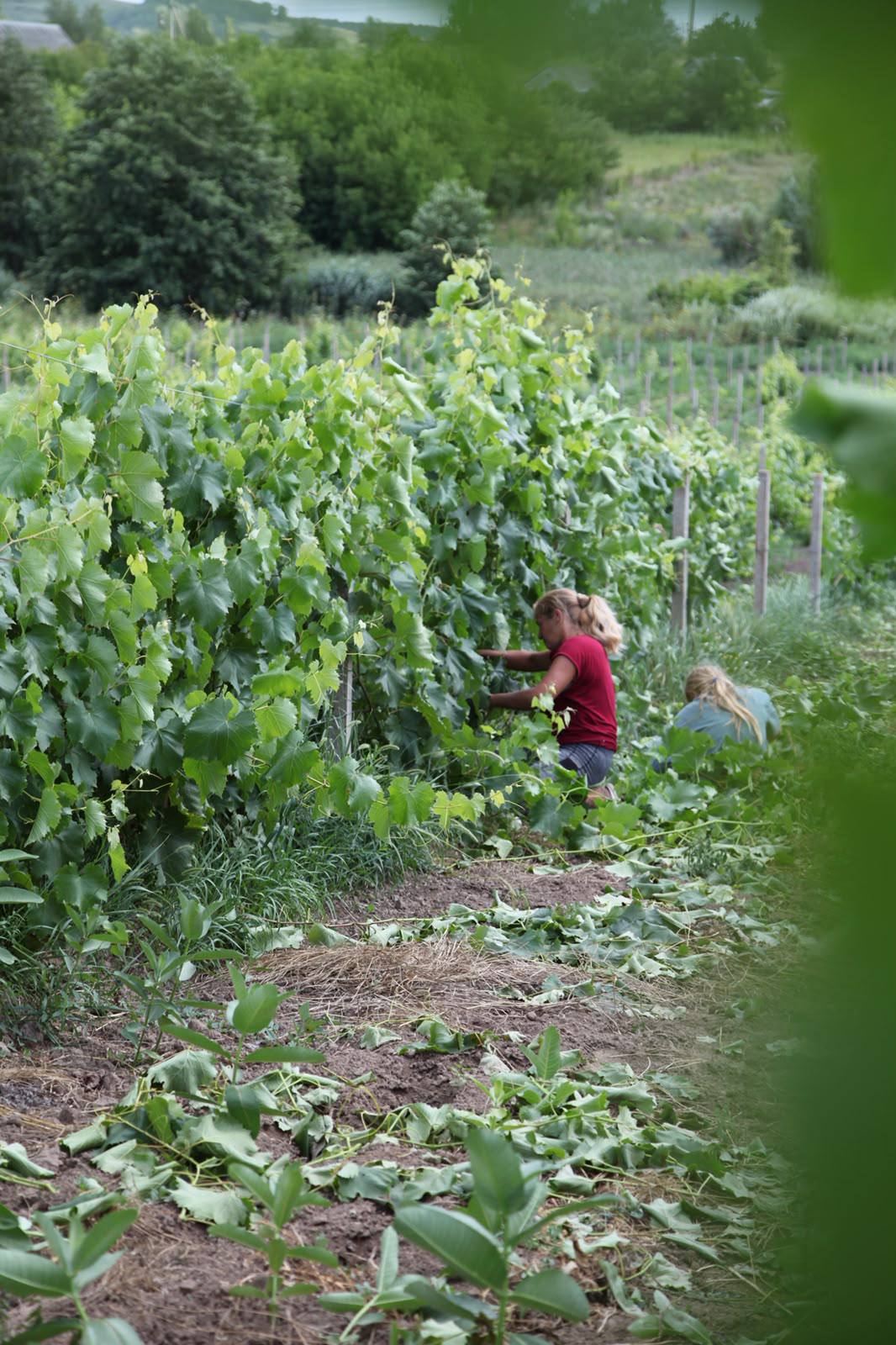 Виноградники Lehlych Winery поблизу Ржищева на Київщині.