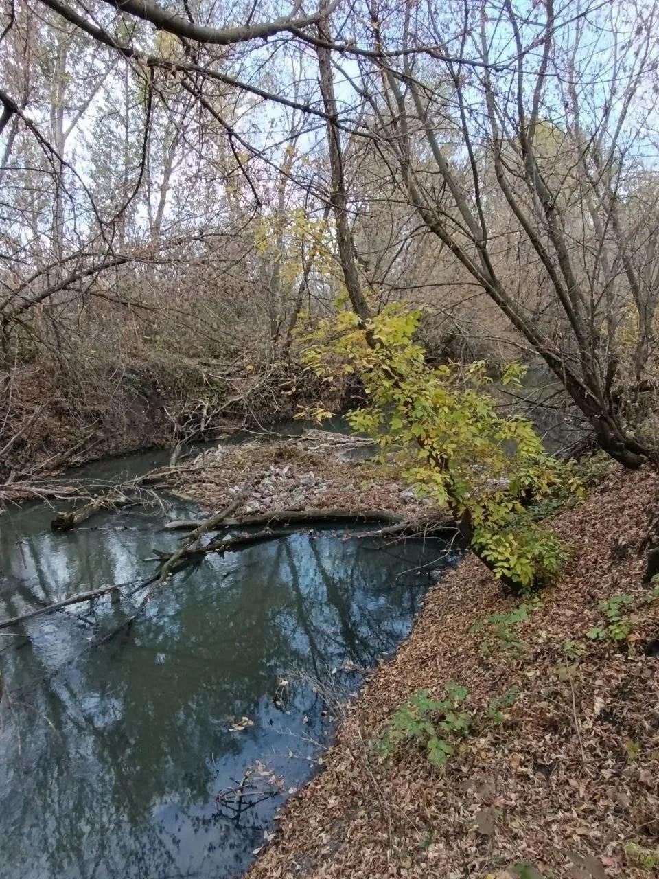 Річка Лугань із темною зеленуватою водою, поваленими деревами та опалим листям на берегах.
