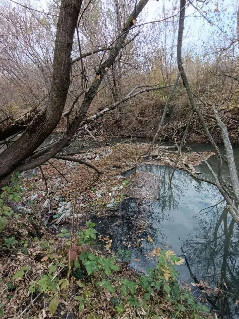 Забруднена ділянка річки Лугань у Луганську, темна вода, сміття та повалені дерева вздовж берегів.